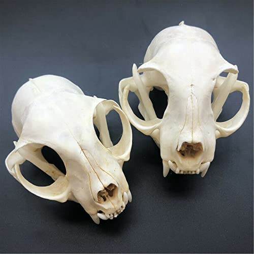 Taxidermy Real Bone Skull, Animal Bones Real for Craft, Skull Decoration for Home, Specimen Collectibles Study, 3' (3)