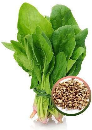 Joycity Palak- (All Green) Spinach Organic Vegetable Seeds (500 Seeds per packet) (B085DYQJT9) Amazon Price History, Amazon Price Tracker