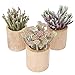 LATIJISHI Succulents Plants Artificial - Mini Artificial Succulents in Pots, Potted Fake Succulents for Home Office Desk Bathroom Shelf Decor, Set of 3