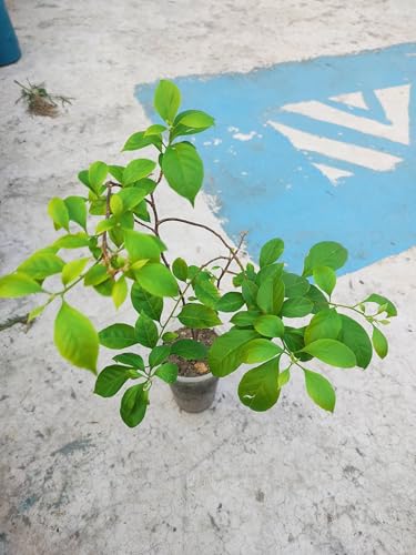 Image of Rare Bougainvillea Live Flower Plant || Healthy Live Plant with Grow Bag & Secure Packing || Beautiful Flower Garden Decoration (yellow)