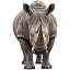 Rhino