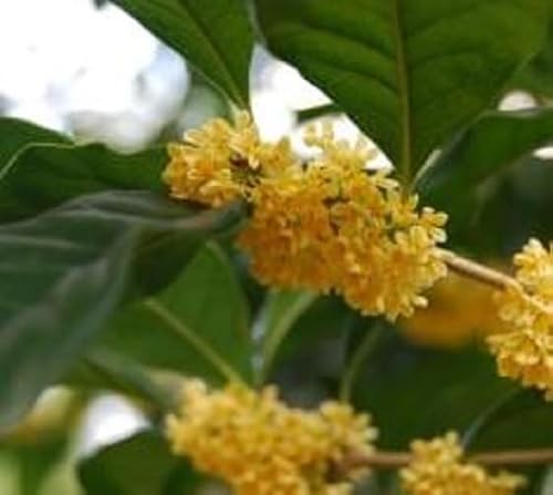 Live Plant Yellow Flowering Fragrant Tea Olive 1 Qt
