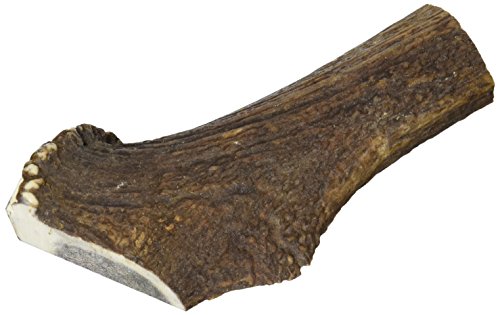 ARQUIVET Mezzo Corno di cervo - Corno da masticare per cani ecologico - Corno di cervo per cane - Corno da masticare naturale - Corno di cervo raccolto autunnale - XL - 121-170 g