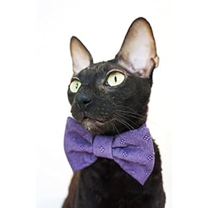 Kotomoda Katzen Fliege Violett (25cm)