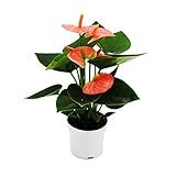 Exotenherz Kleine Flamingoblume Anthurium andreanum Baby-Anthurie Mini-Pflanze 7cm Topf lachsrosa blühend Spirit