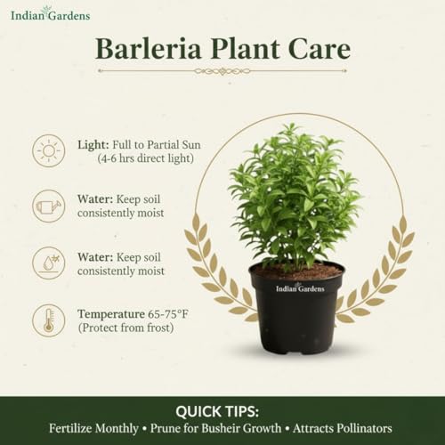 Image of Indian Gardens - White Colour Barleria cristata /Decemeber flower plant with 6 inch White Pot