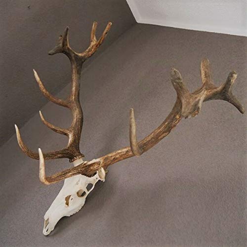 GTK - Geweihe & Trophäen KRUMHOLZ Starkes 16 Ender ROTHIRSCH Hirsch Geweih Hirschgeweih mit ganzer Nase und Oberkiefer H111cm