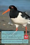  Wasservögel und Strandvögel: Arten der Küsten und Feuchtgebiete (BLV Vögel)