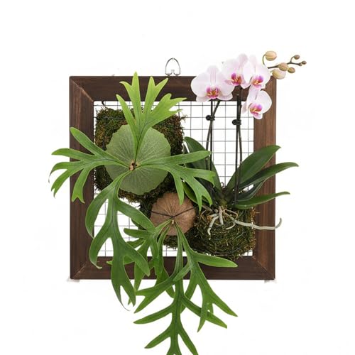 Dranvosk Staghorn Fern Mounting Frame Kit Wooden Wall Planter Vertical