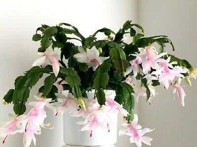 BISWAS PLANTS HOUSE  Rare White ZygoCactus "Christmas Cactus" Flower Live Plant (Pack Of-1) Indoor Plant (B0D93HFRW1) Amazon Price History, Amazon Price Tracker