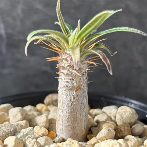 パキポディウムグラキリス実生株100株以上　現品そのまま発送 観葉植物 グラキリス パキポディウム 実生」の人気商品一覧・価格比較
