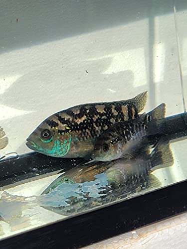 Quinn's Fins Ghost Glass Catfish - Pack of 1