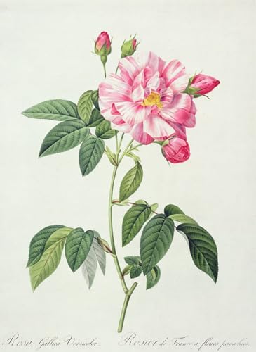 Affiches d'Art Rosa Gallica pour la Decoration Murale du Salon