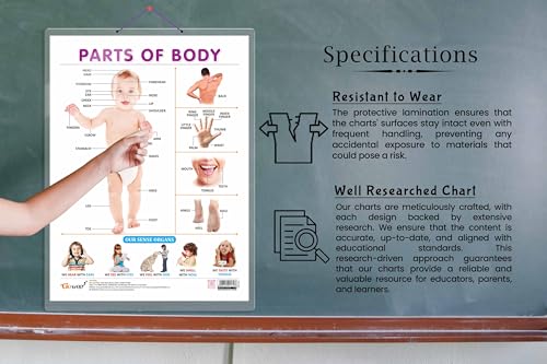 PARTS OF BODY CHART HARD LAMINATED | "My Body Parts Chart"
