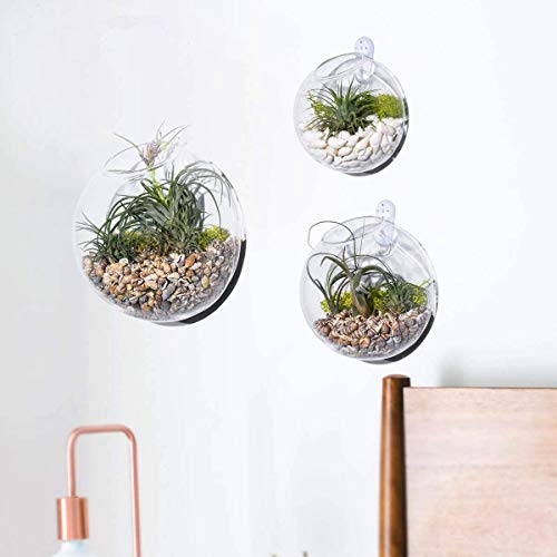 Kit com 3 plantas suculentas, plantador de parede, terrário, jardim, decoração de casa, vasos suspen