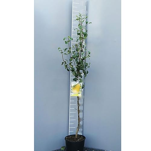SAVINI VIVAI Poirier Empereur, Plantes Fruitières, Poirier en Pot, 22-24 cm 2-3 ans, Hauteur 130-150 cm