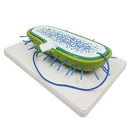 kowaku Modelo de auxílio ao ensino de biologia