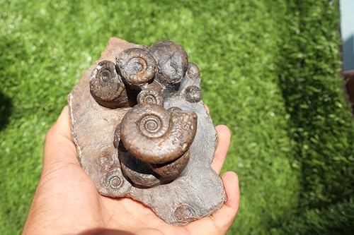Image of Natural Platyclymenia /Goniatetes Plate Natural Fossil Ammonite Fossil Fossil from Morocco A29