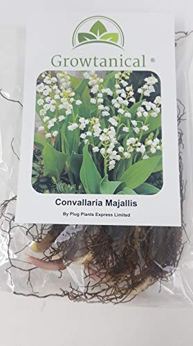 Convallaria Majalis 'Lily of The Valley' Jumbo Planting Pips x 50