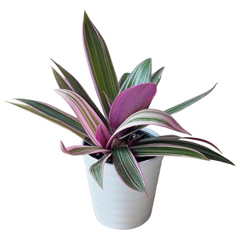 Amazon.co.jp: inakougei: ムラサキオモト