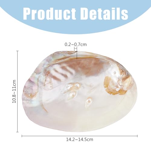 SUPERFINDINGS Natural Shell Jewelry Dish Tray Seashell Ring Holder 14.2x10.8cm/5.6x4.3inch Decorative Trinket Dish Stand for Earring Necklace Organizer Holder - Cosy Home Interiors SUPERFINDINGS Natural Shell Jewelry Dish Tray Seashell Ring Holder 14.2x10.8cm/5.6x4.3inch Decorative Trinket Dish Stand for Earring Necklace Organizer Holder - Image 2