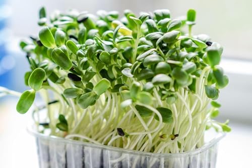 Brocoli Bio Microgreens, micropousses, graines germées 10 Grams