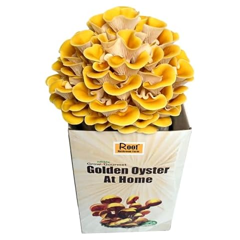 Root Mushroom Farm—Golden Oyster Mushroom Grow Kit Cover