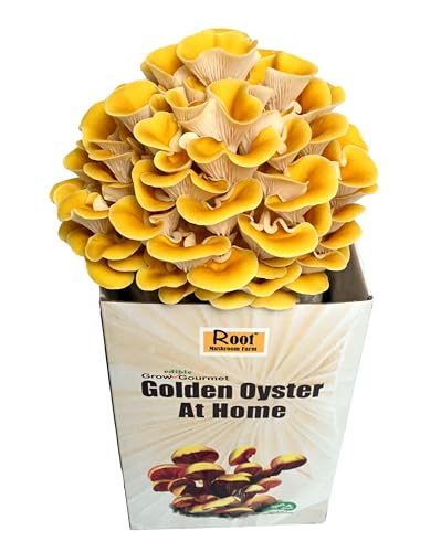 Root Mushroom Farm—Golden Oyster Mushroom Grow Kit