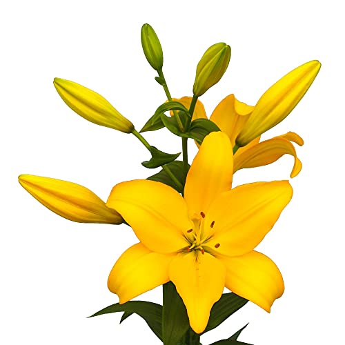 Lilium Asiatic Lily 'Beau Soleil' Plant Bulbs (3 Pack) -