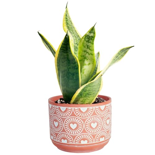 Costa Farms Live Indoor Snake Plant,...