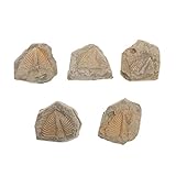 Trilobite - échantillons d'enseignement de chimie utiles aux enseignants, afin que les enfants puissent en apprendre davantage sur la paléontologie, outil pédagogique