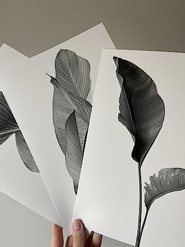 Eviepops Prints Grey Exotic Tropical Leaves Wall Art Set of 3 Unframed Prints, Botanical Plant Leaf Decor - Image 4