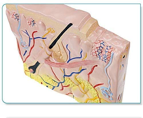 Struttura della Pelle Modello - Aereo Struttura della Pelle Modello Modello Anatomico Modello Anatomico Modello Anatomico Modello Anatomico - per Studio Display Modello Medico, Forniture ...
