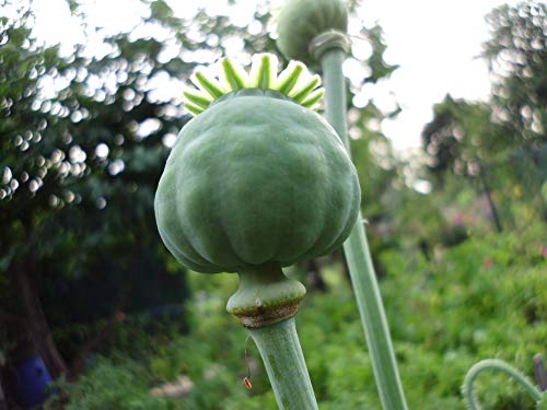 2000 frische Mohn Samen - Papaver somniferum - Blaumohn Schlafmohn Mohnsamen poppy seed