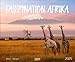 Produktbild Faszination Afrika 2025: Großer Wandkalender. Foto-Kunstkalender afrikanischer Tiere in der Natur. Querformat 55 x 45,5 cm.