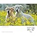 Carousel Calendars, Golden Retrievers 2026 Desk Calendar, 6.18'' X 5.43'', 16-Month Calendar with Stapled Binding