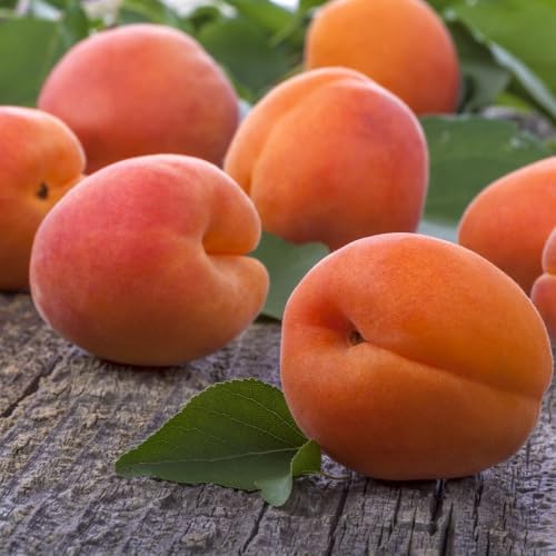 Apricot Flavorcot Bare Root Trees (Pack of 2) - Self-Fertile, Frost Resistant, Ideal for Patios & Cooking - Large Orange-Red Fruit - Thompson & Morgan