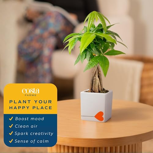 Image of Costa Farms Money Tree Live Plant in Decorative Pot, Air Purifying Indoor Houseplant, Perfect for Home, Room, or Office Decor, Great House Warming or Birthday Gift, 8-10 Inches Tall