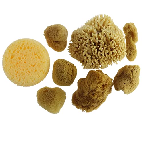 Artist Sponges Natural & Synethic By Craft Smart, 8 Pieces #TOP8