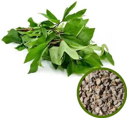 MyOwnGarden VEGETABLE SEEDS Natural Organic Sorrel Leaves Spinach Seeds for gardening (Pack of 1) (B094WFL3QK) Amazon Price History, Amazon Price Tracker
