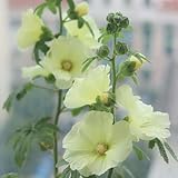 StockrosenSamen, winterhart draußen sommerblumen bio wildblumen balkonpflanzen blühende sträucher 400pcs