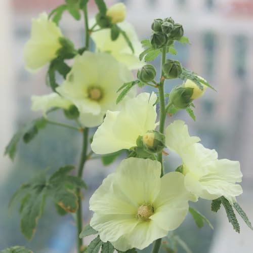 StockrosenSamen, winterhart draußen sommerblumen bio wildblumen balkonpflanzen blühende sträucher 400pcs