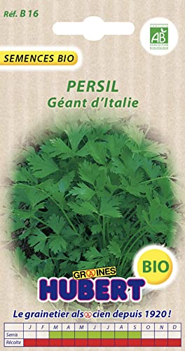 Graines de Persil Géant d'Italie BIO - 3 grammes