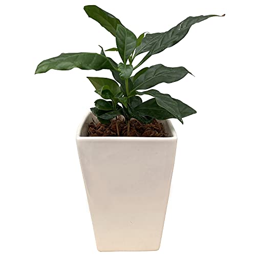 花のギフト社 コーヒーの木 観葉植物 本物 ミニ 苗 木 おしゃれ ミニ観葉植物 鉢植え