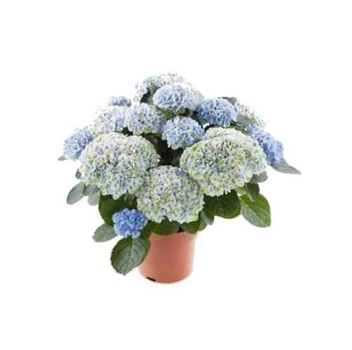 Hydrangea Azul Planta Natural Popularmente Conocida como Hortensia