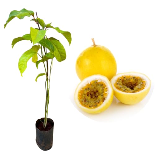 Muda De Maracujá Doce Produção Rápida