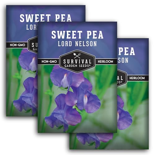 Lord Nelson Blue Sweet Pea Seeds for Planting - 3 Packs