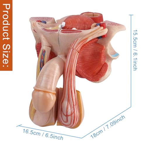 Image of HADWYN Male Genital Organ Model Pelvic Muscles，Human Body Model