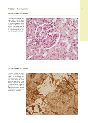 Istologia E Anatomia Microscopica. Atlante - 2