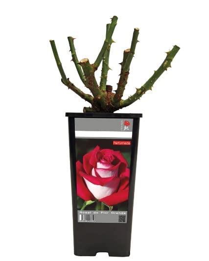 Rosal Perfumado Color Rojo Arbusto de Exterior Flores Rojas